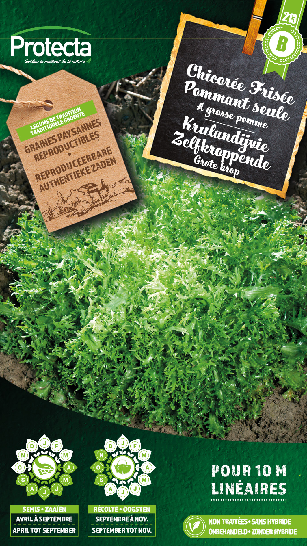 ChicorÃ©e frisÃ©e grosse pommant seule PRO213