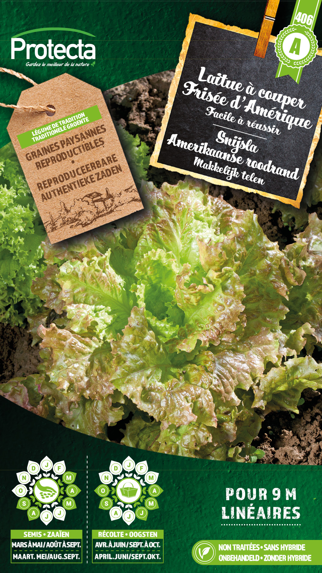 Laitue Ã  couper FrisÃ©e d'AmÃ©rique PRO406