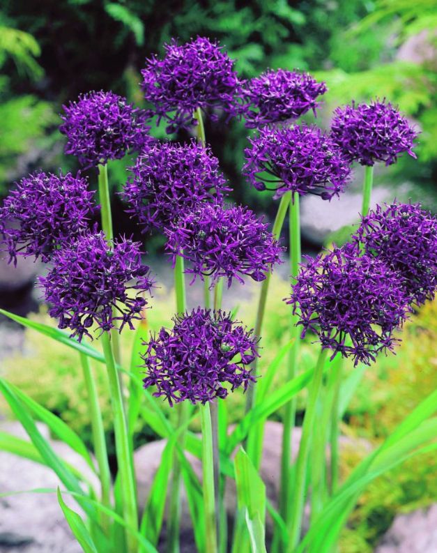 Allium Atropupureum