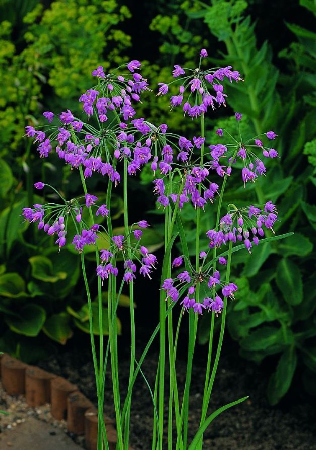 Allium Cernum