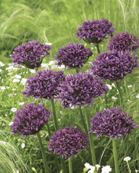 Allium Mercurius