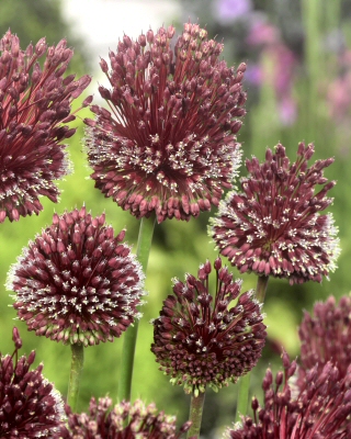 Allium Amethystinus Red Mohican