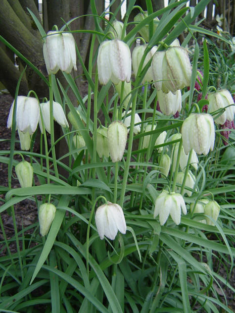 Fritillaria Meleagris Alba