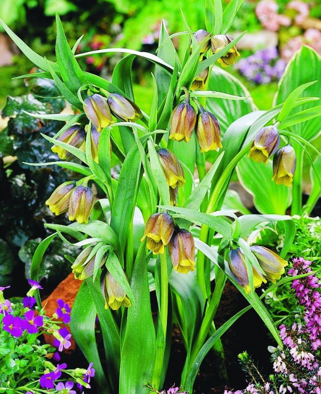 Fritillaria Uva - Vulpis