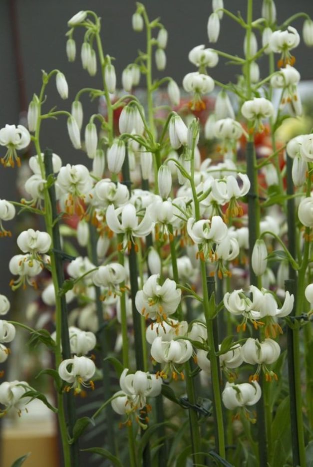 Lilium Martagon Alba