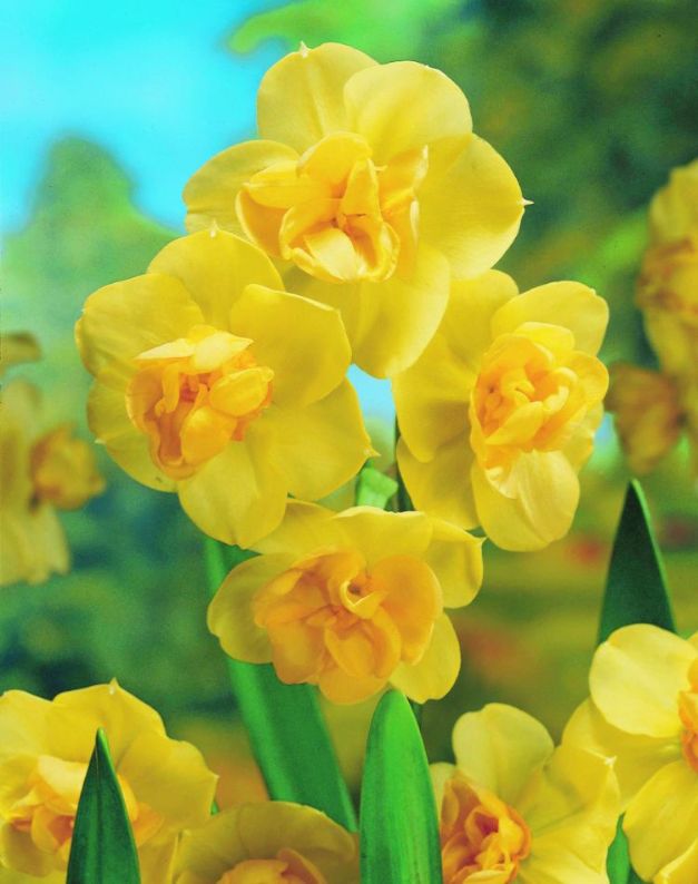 Narcis Yellow Cheerfulness