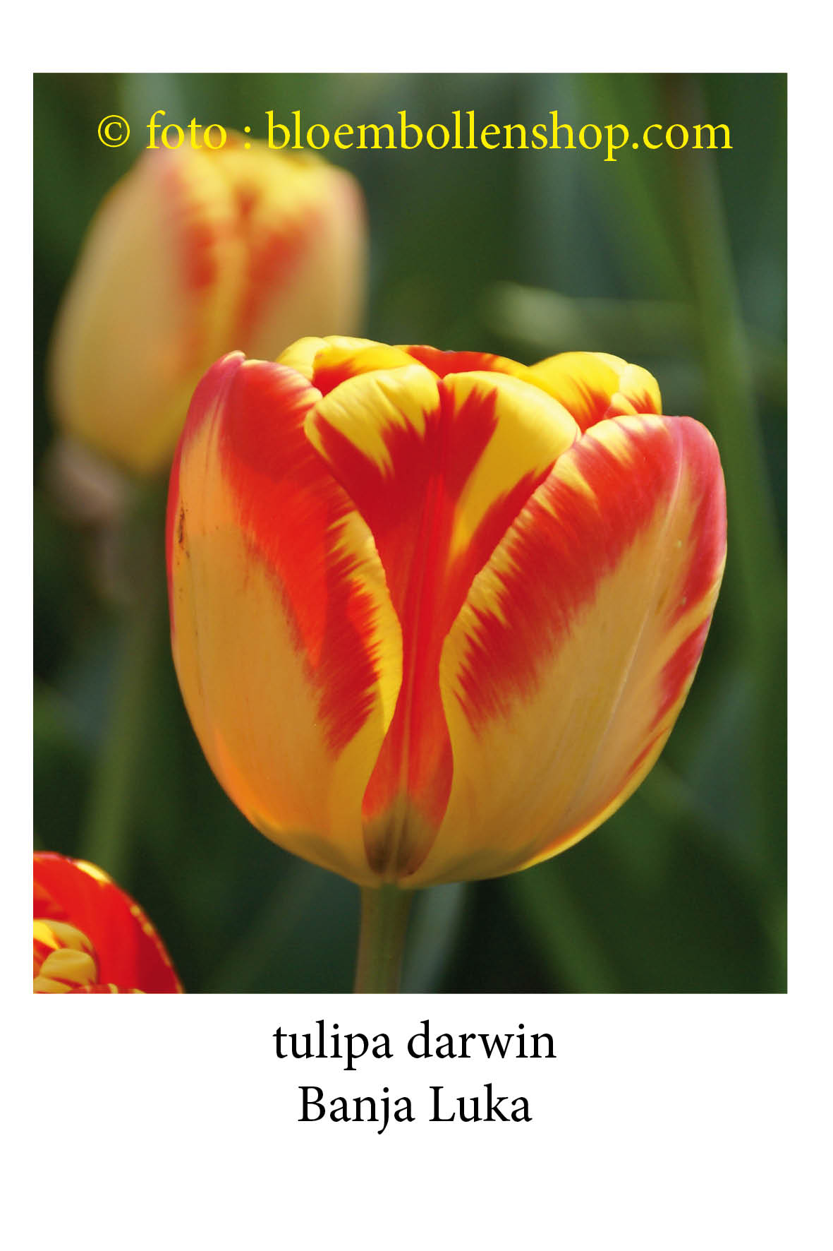 Tulpen Flaming Agrass