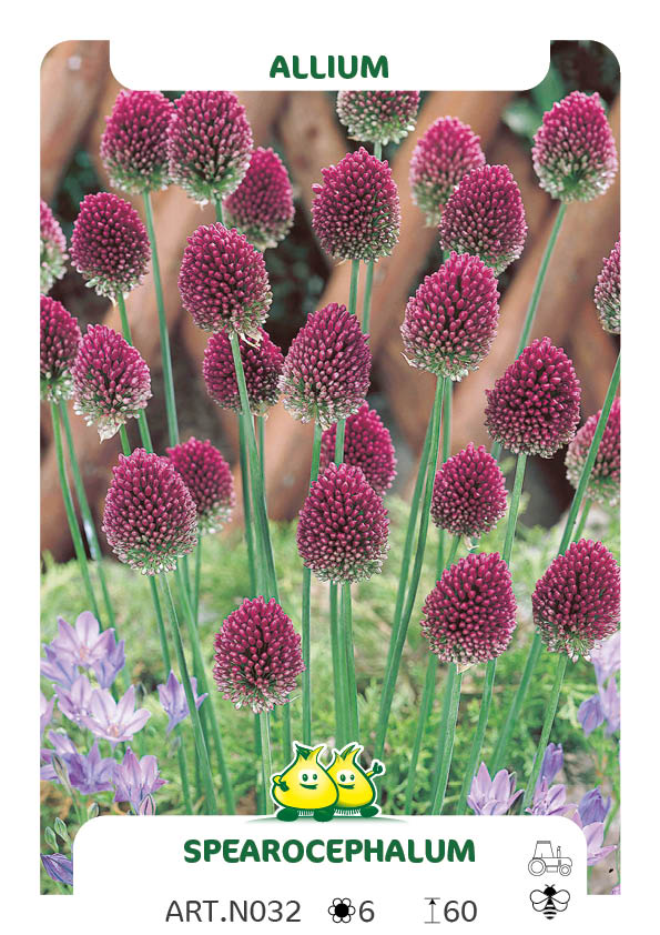 Allium Sphaerocephalon