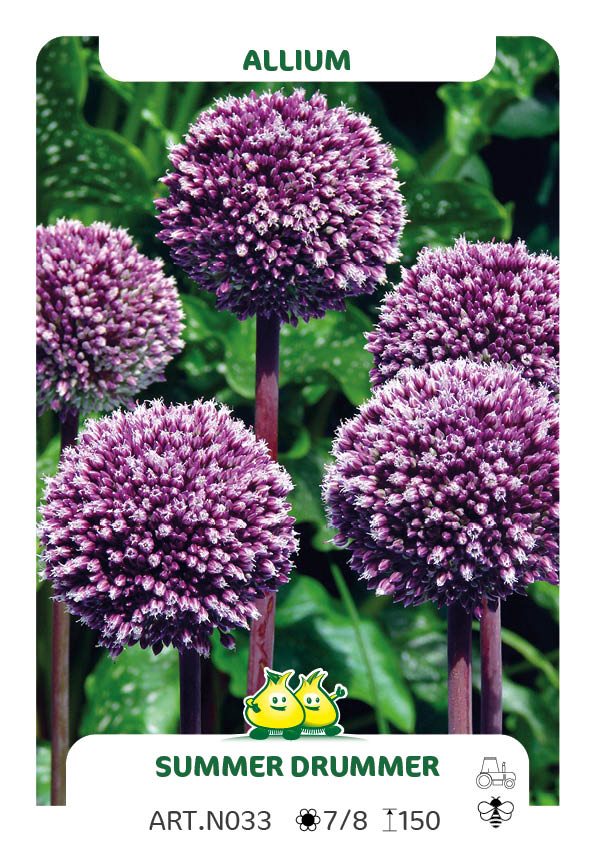 Allium Summer Drummer