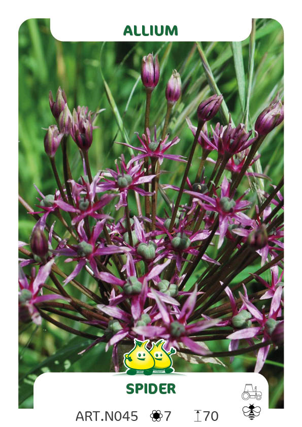 Allium Spider