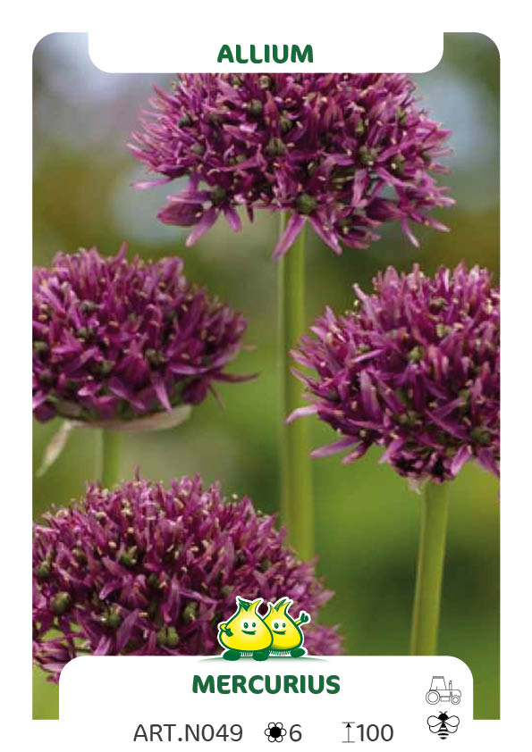 Allium Mercurius