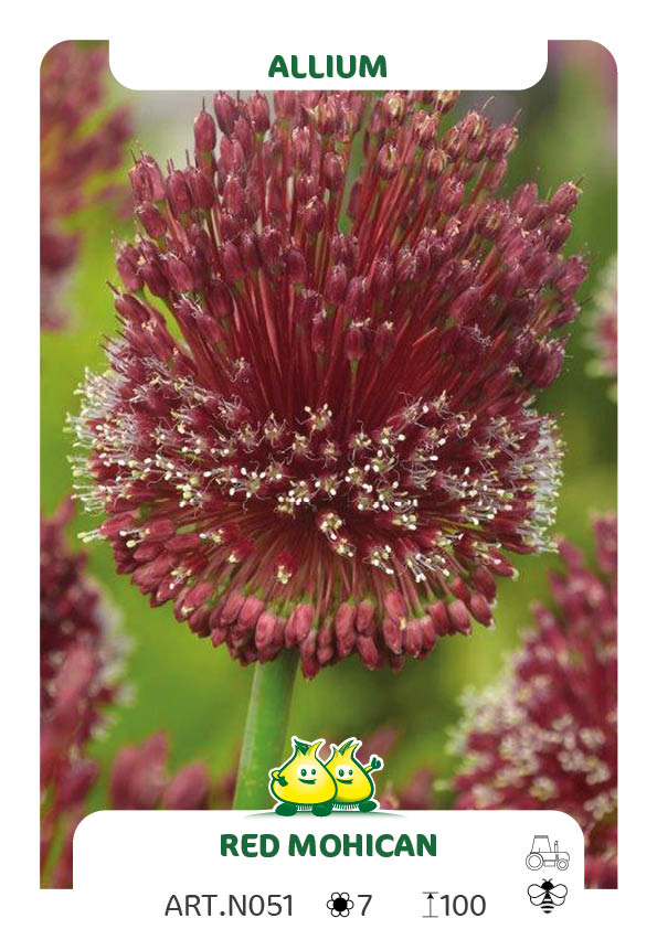 Allium Red Mohican