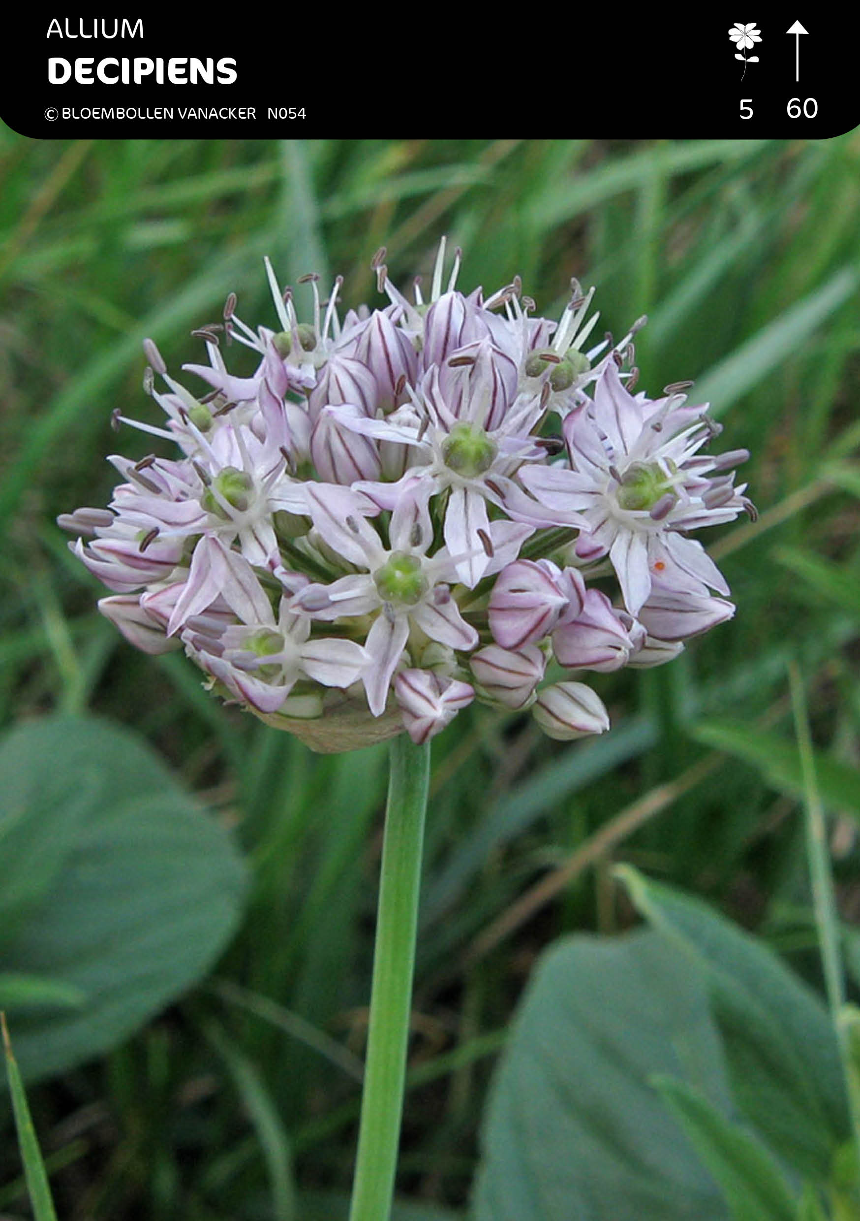 Allium Decipiens