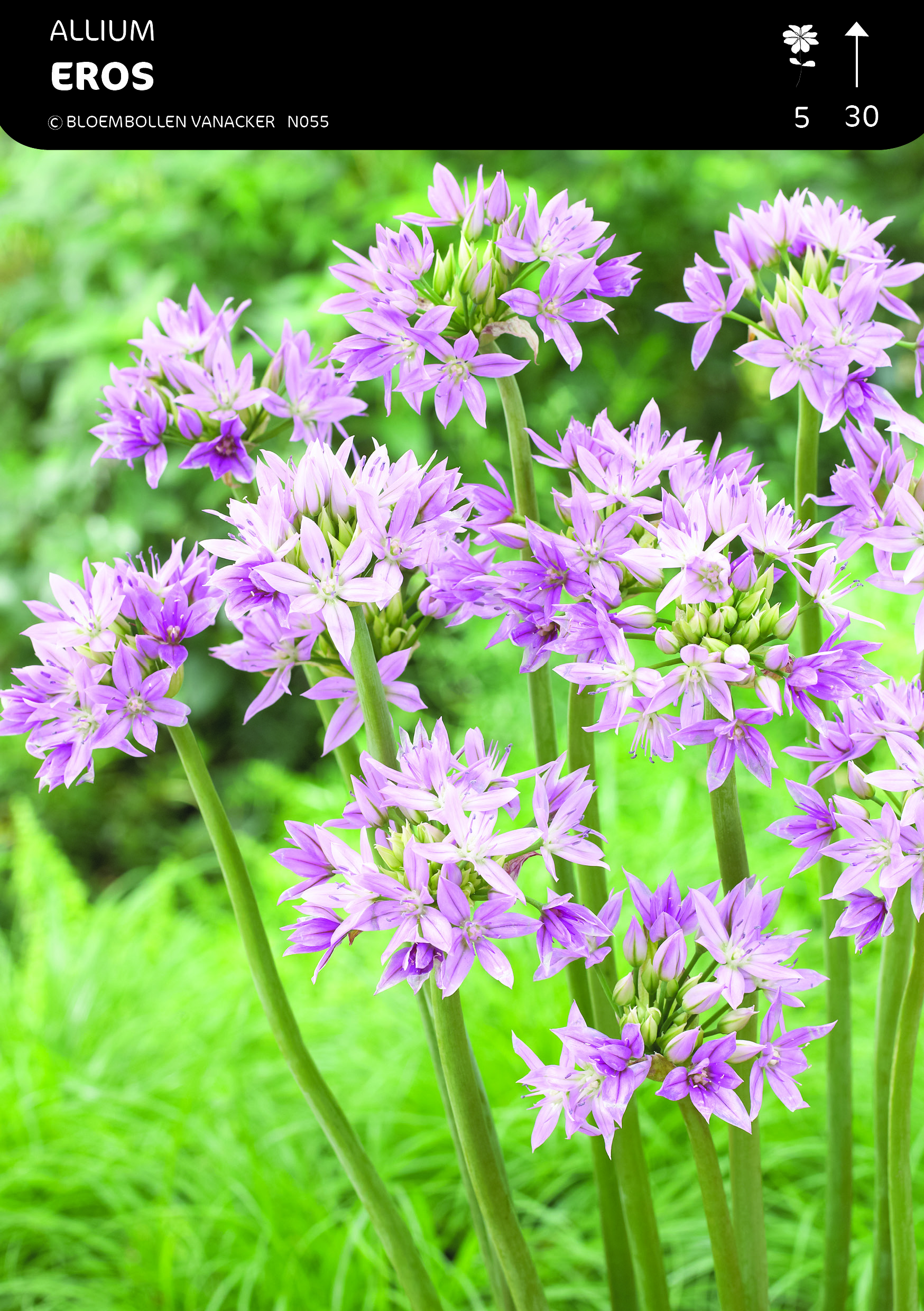 Allium Eros