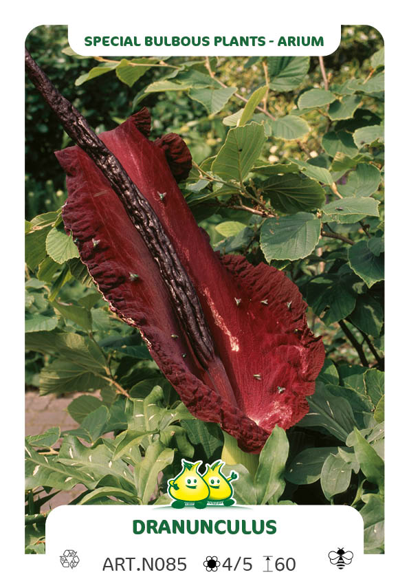 Arum Dracunculus Vulgaris