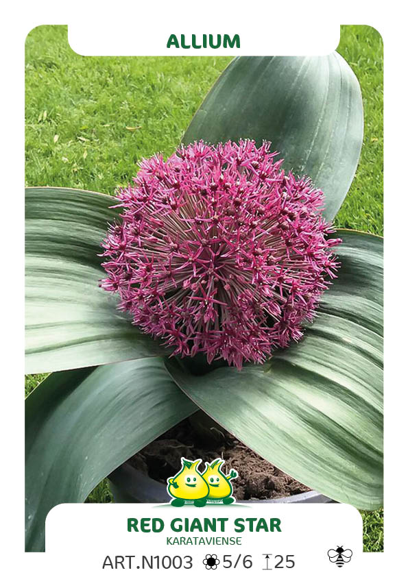 Allium Red Giant Star