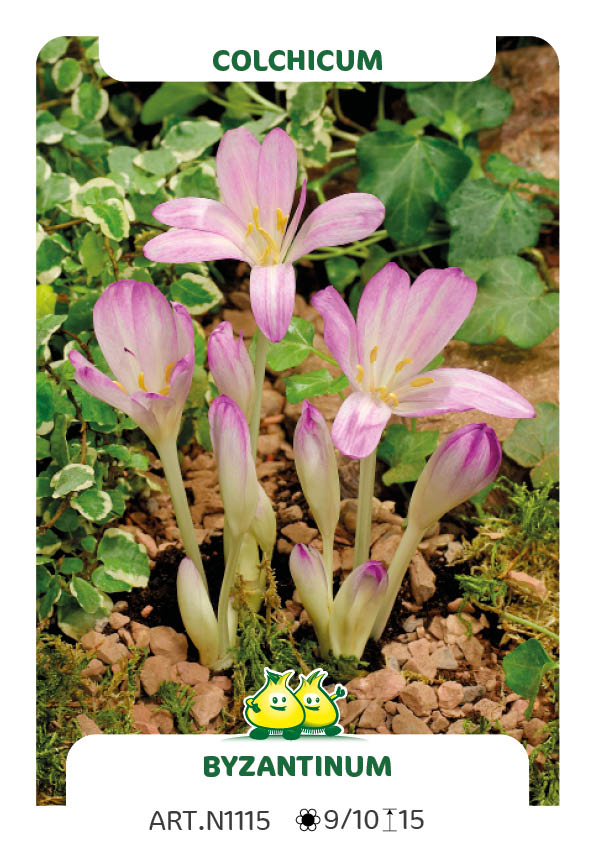 Colchicum Byzantinus - Major