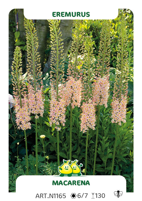 Eremurus Macarena