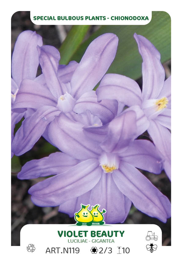 Chionodoxa Violet Beauty