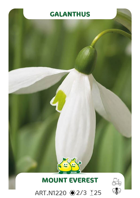 Galanthus Elwessii Mount Everest