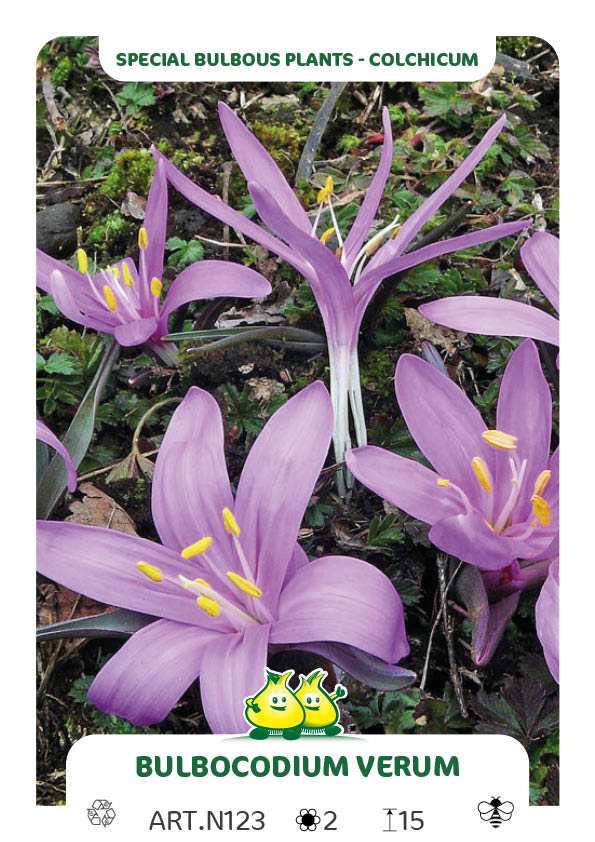 Colchicum Bulbocodium Vernum