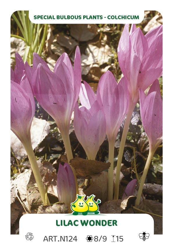 Colchicum Lilac Wonder