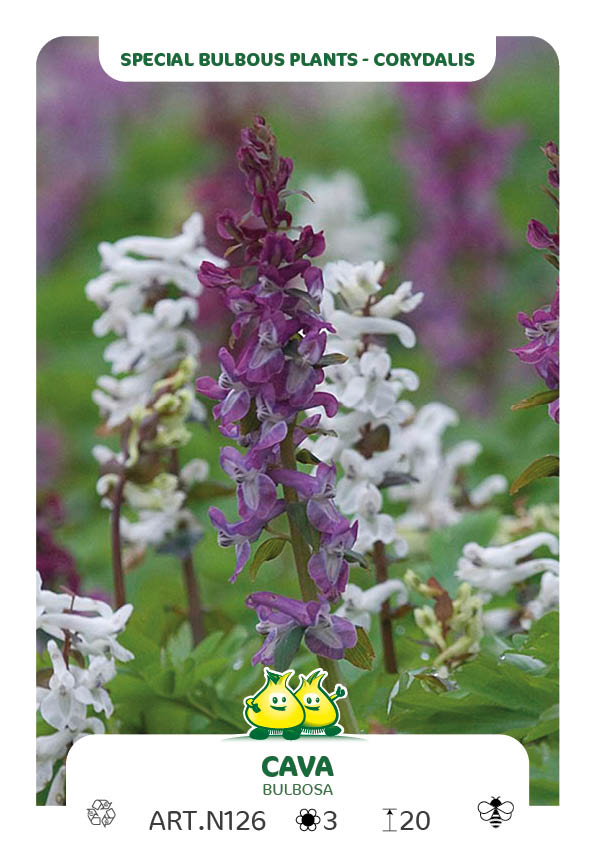 Corydalis Cava (Bulbosa)