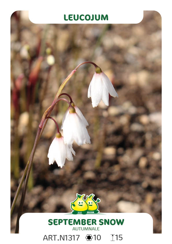 Leucojum September Snow