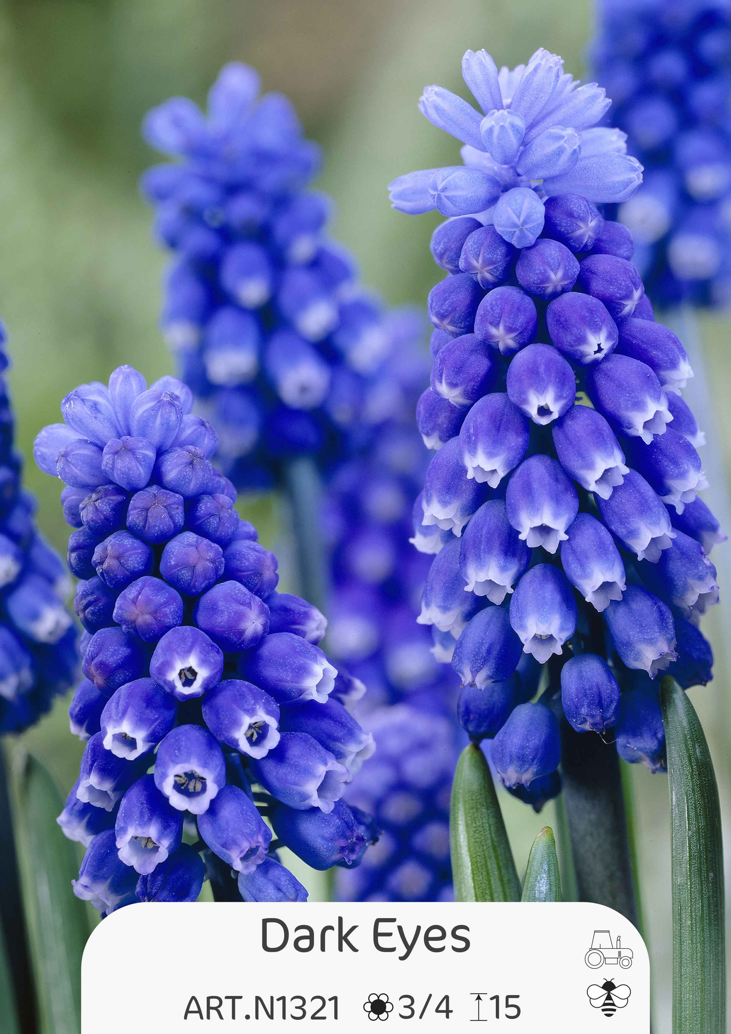 Muscari Dark Eyes