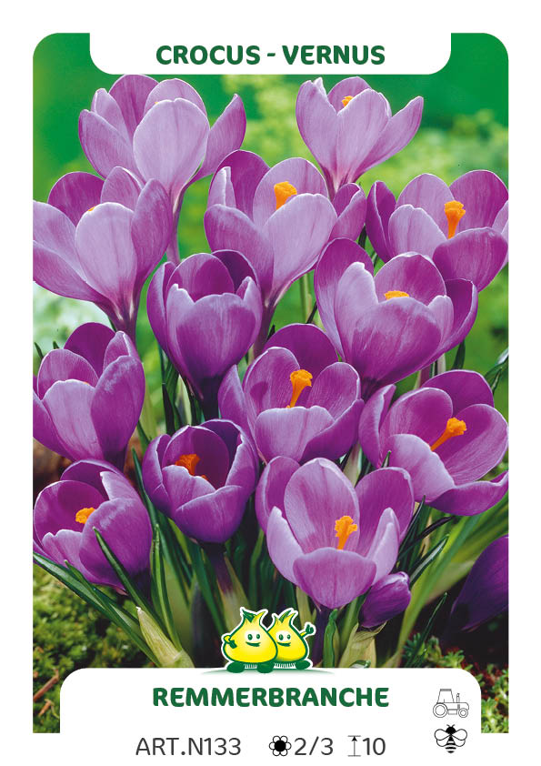 Crocus Vernus Remmerbranche