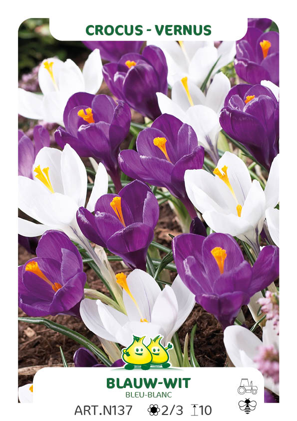 Crocus Vernus Blauw - Wit Mix