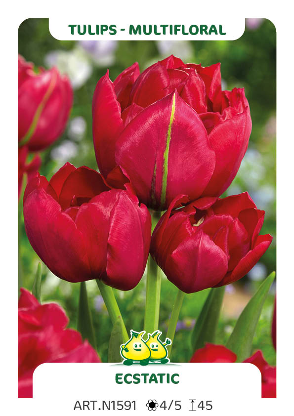 Tulp Estatic