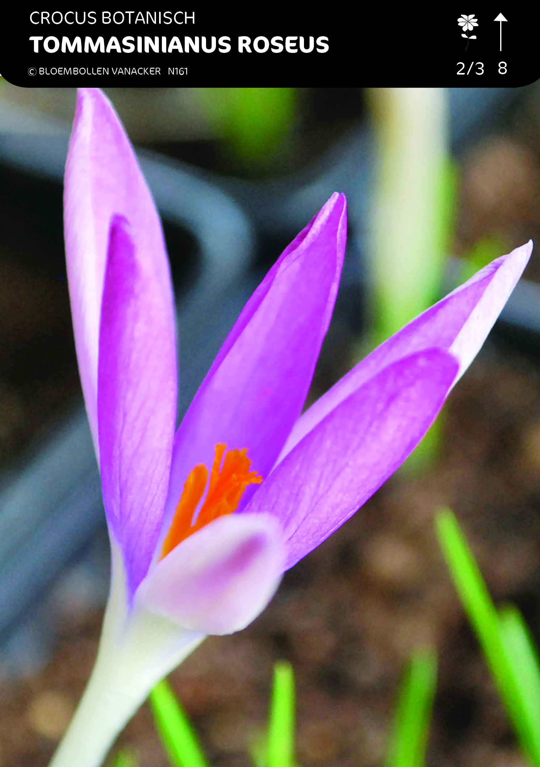 Crocus Bot Tommasinianus Roseus