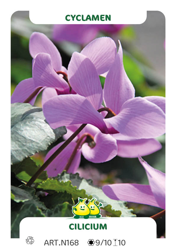 Cyclamen Cilicium