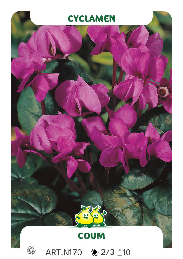 Cyclamen Coum