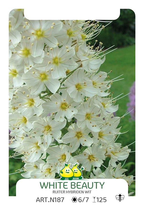 Eremurus White Beauty Favourite (Ruiter Hybriden)