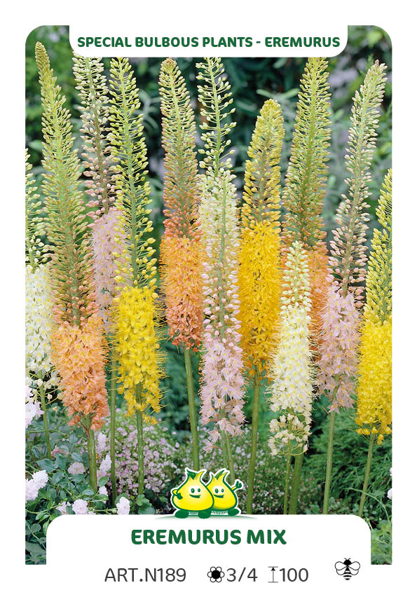 Eremurus Mix