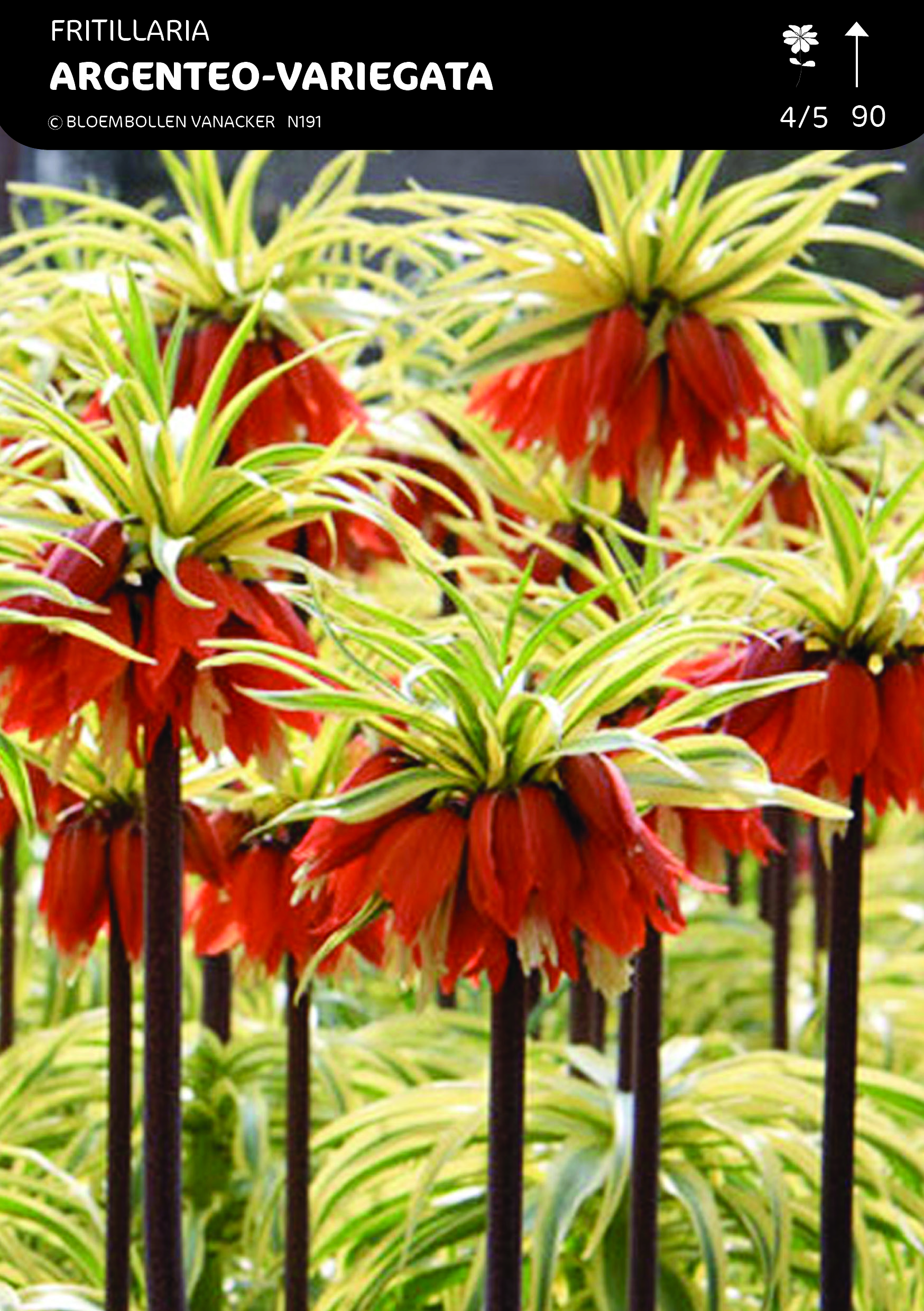 Fritillaria Early Fantasy