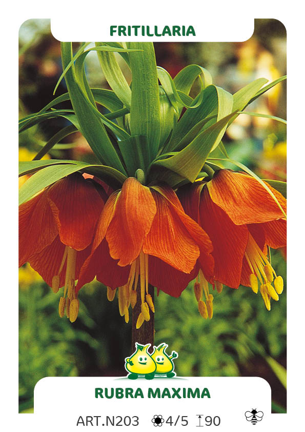 Fritillaria Rubra Maxima