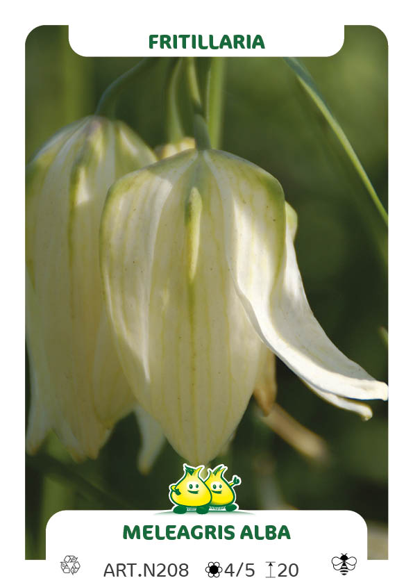 Fritillaria Meleagris Alba