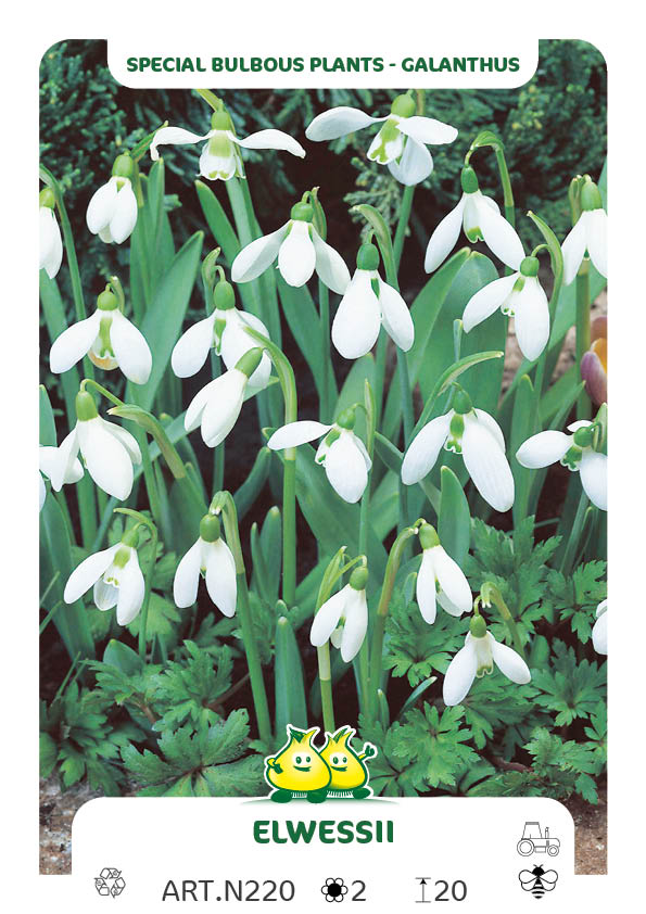 Galanthus Elwessii