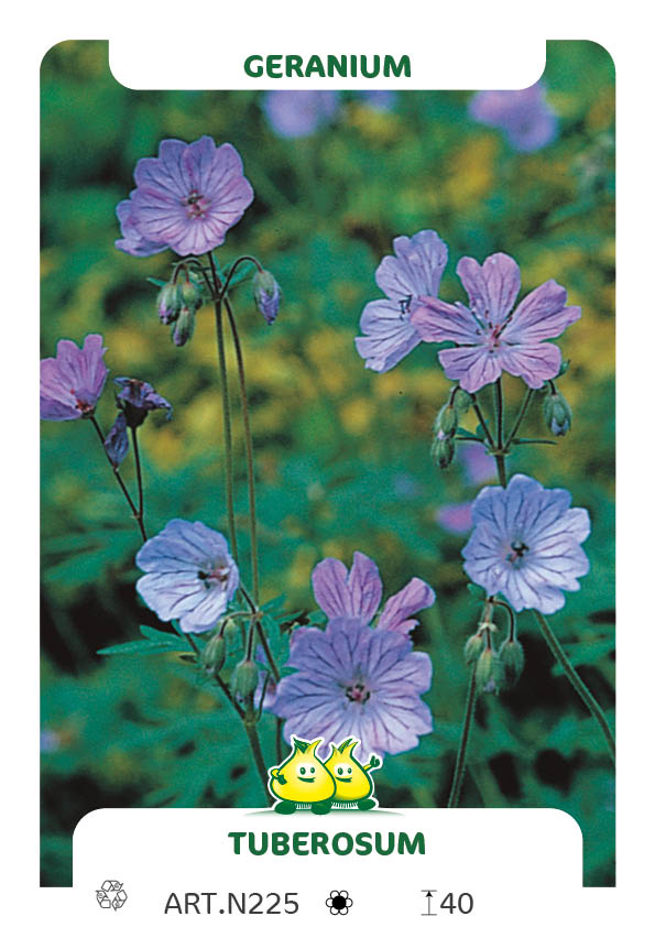 Geranium Tuberosum