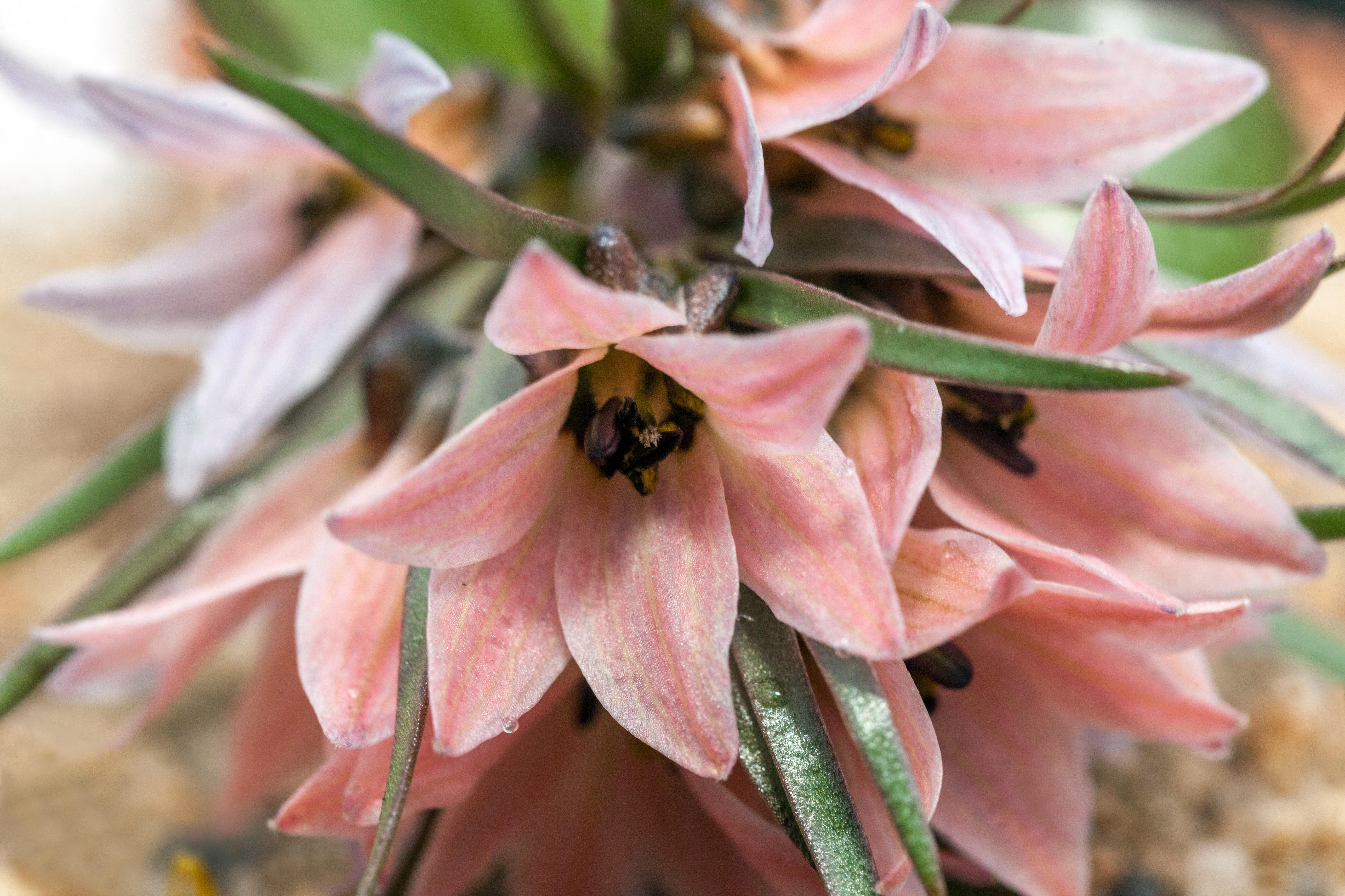 Fritillaria Stenanthera