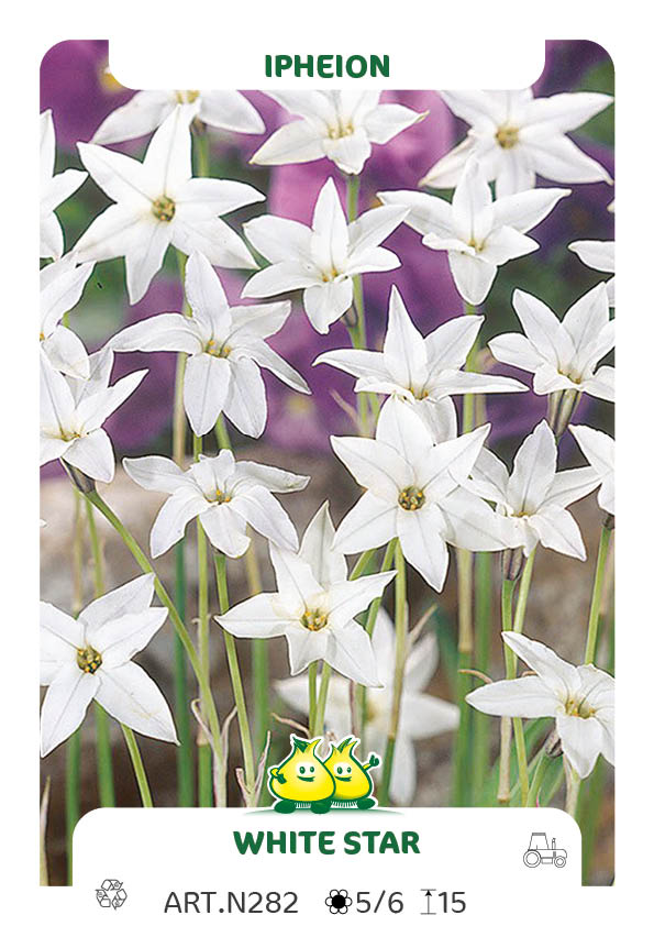 Ipheion White Star