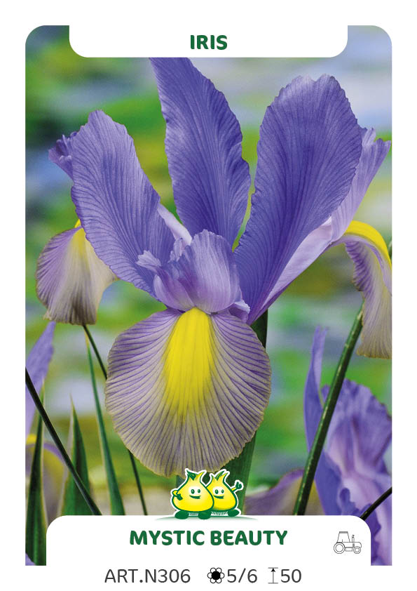 Iris Mystic Beauty