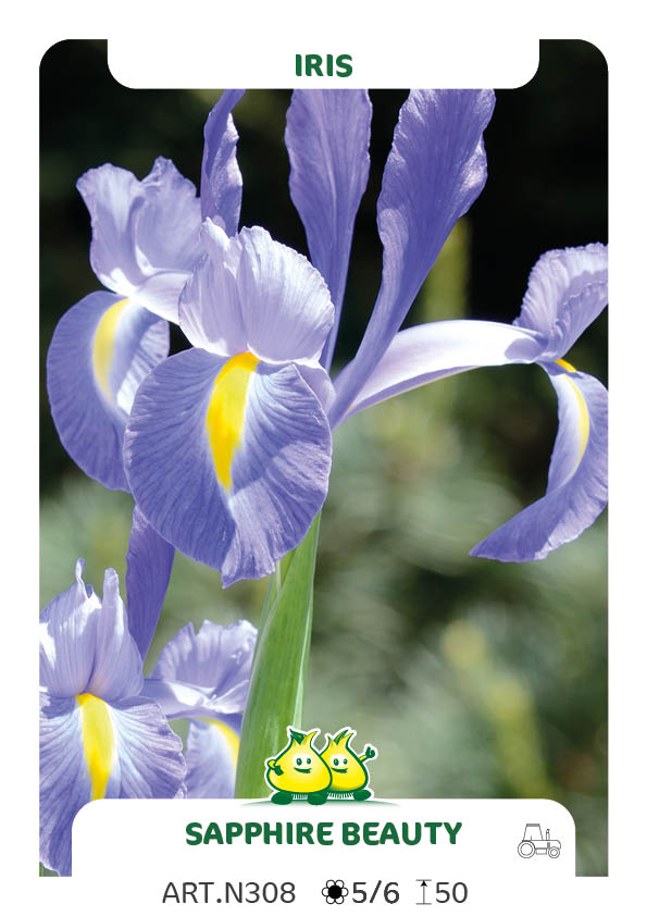 Iris Sapphire beauty