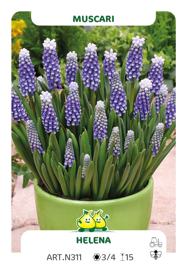 Muscari Helena