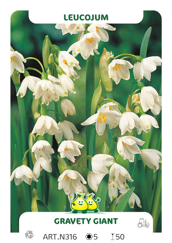 Leucojum Gravety Giant