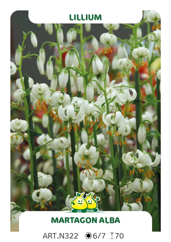 Lilium Martagon Alba