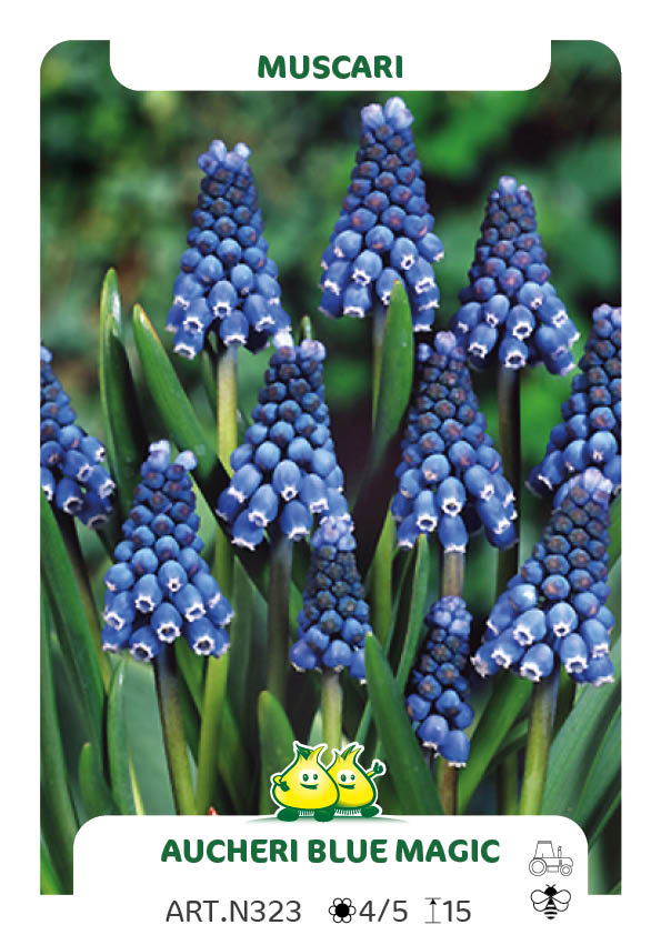 Muscari Aucheri 'Blue Magic'